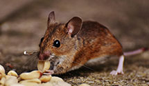 24 Hour & Emergency Exterminators in Plymouth, NC